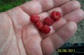 /album/breznice-panelka-05-06-2011/a100-1879-jpg1/